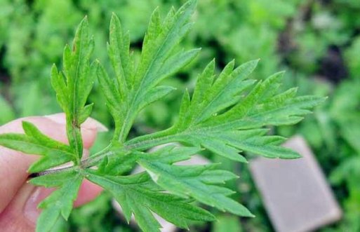 艾葉泡腳的功效與作用-艾葉泡腳和艾灸的作用一樣嗎